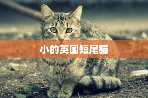 小的英国短尾猫